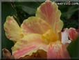 yellow pink white canna flower