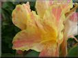 yellow pink white canna flower