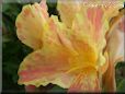 yellow pink white canna flower