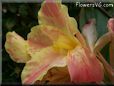 yellow pink white canna flower