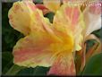 yellow pink white canna flower