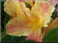 yellow pink white canna flower