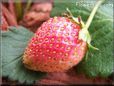 pink strawberry