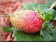 pink strawberry