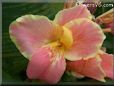pink canna flower