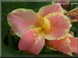 pink canna flower