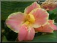 pink canna flower