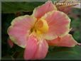 pink canna flower