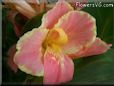 pink canna flower