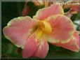 pink canna flower