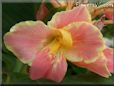 pink canna flower