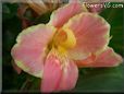 pink canna flower