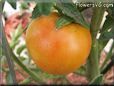 orange cherry tomato