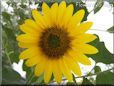 sunflower flower