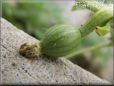 small watermelon