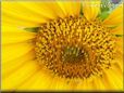 yellow sunflower flower