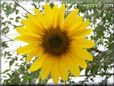 sunflower flower