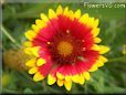 bright red  blanket flower