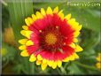 bright red  blanket flower