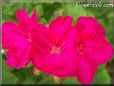 red geranium flower