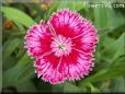 pink dianthus flower