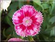 pink dianthus flower