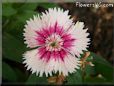 pink white dianthus flower