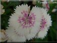 white dianthus flower