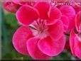 red white geranium flower