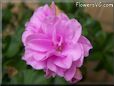 pink geranium flower
