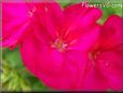 red geranium flower