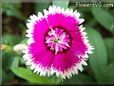 pink white dianthus flower