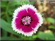 pink white dianthus flower