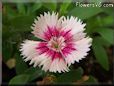pink white dianthus flower