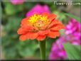 orange zinnia flower