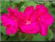 red geranium flower