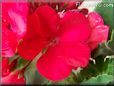 red geranium flower