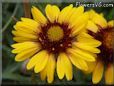 yellow blanket flower