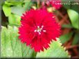 red dianthus flower