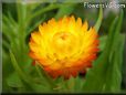 yellow strawflower flower