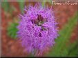 gay feather flower