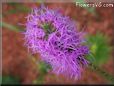 gay feather flower