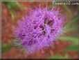 gay feather flower