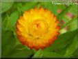 yellow strawflower flower