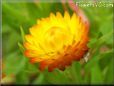 yellow strawflower flower