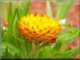 yellow strawflower flower