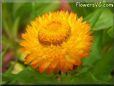 yellow strawflower flower