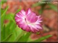 pink strawflower flower