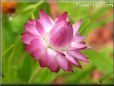 pink strawflower flower
