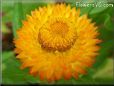 yellow strawflower flower